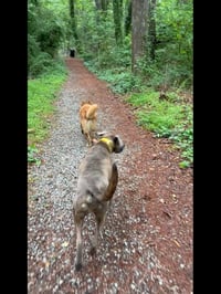 Bruin - Photo 7