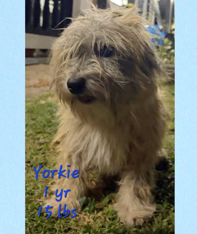 Yorkie Image