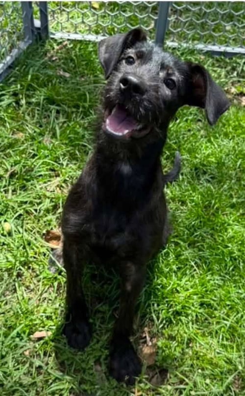 KAMILA - Miniature Schnauzer / Terrier available for adoption