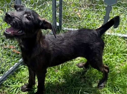 KAMILA - Miniature Schnauzer / Terrier available for adoption