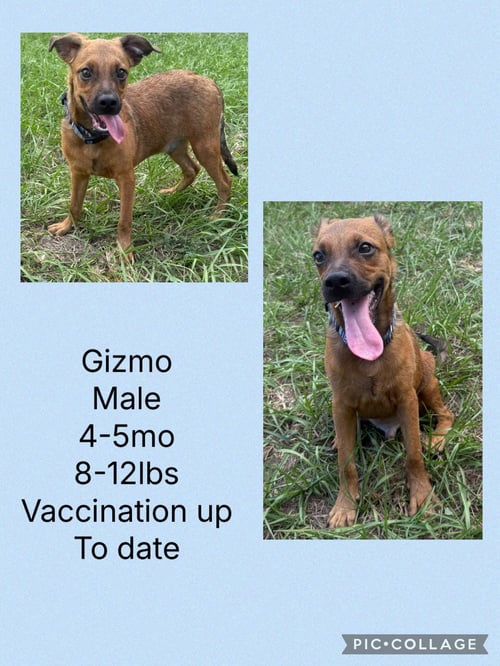 GIZMO
