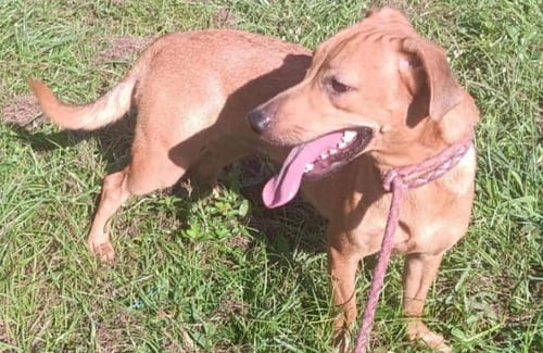 AMANDA - Terrier / Chihuahua available for adoption