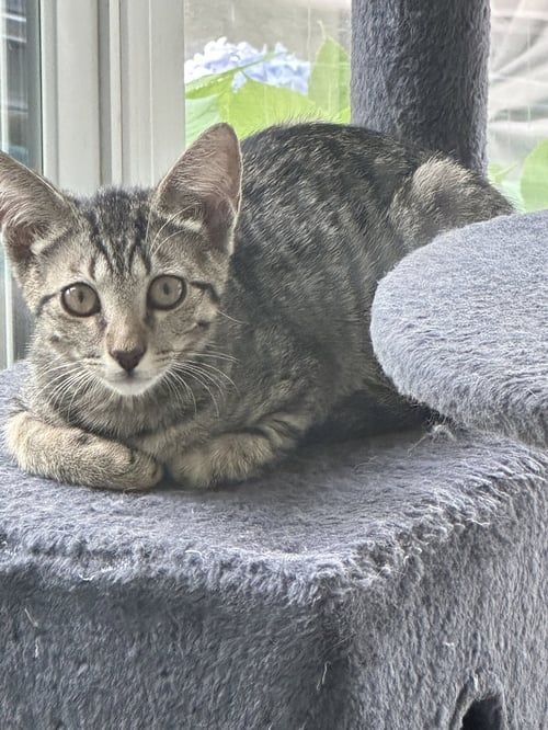 COSMO - Domestic Short Hair available for adoption