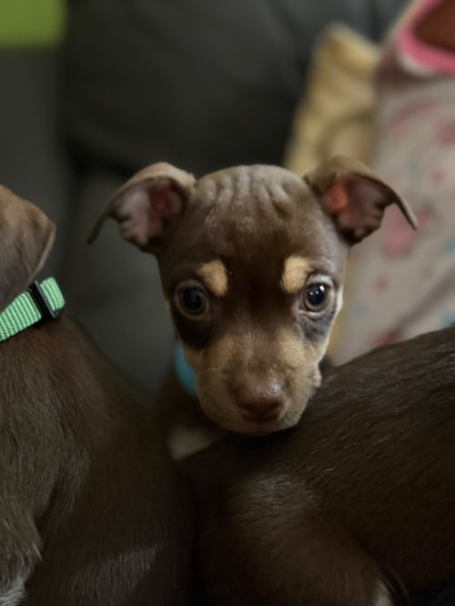 COOPER - Chihuahua available for adoption