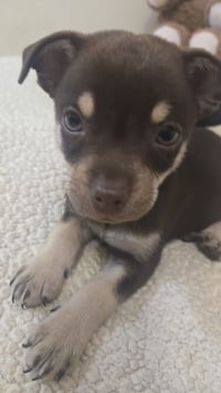 Cooper - Photo 1