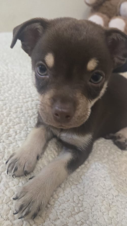 COOPER - Chihuahua available for adoption