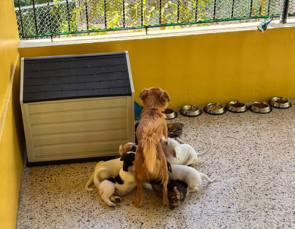 Lulu Image