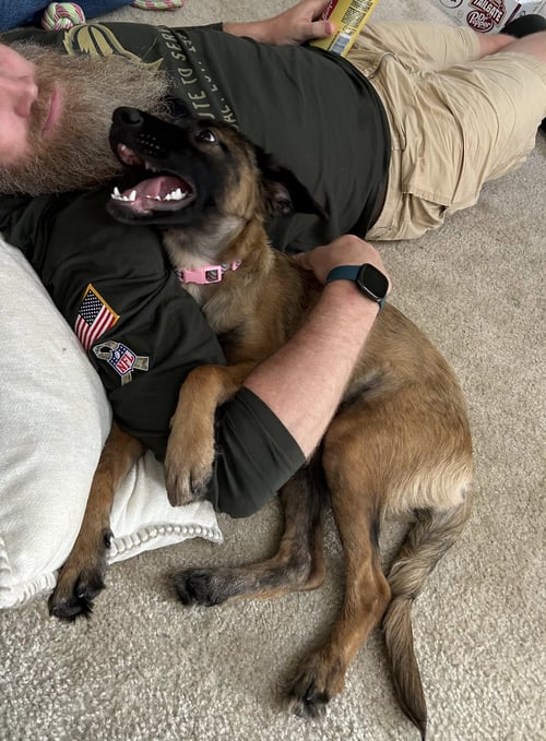 DANILA - Shepherd / Collie for adoption in Virginia Beach