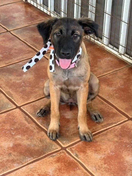 DANILA - Shepherd / Belgian Shepherd Dog Sheepdog available for adoption