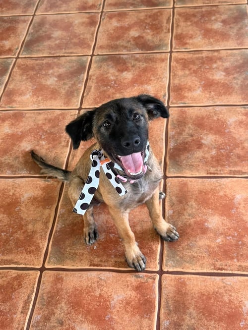 DANILA - Shepherd / Belgian Shepherd Dog Sheepdog available for adoption
