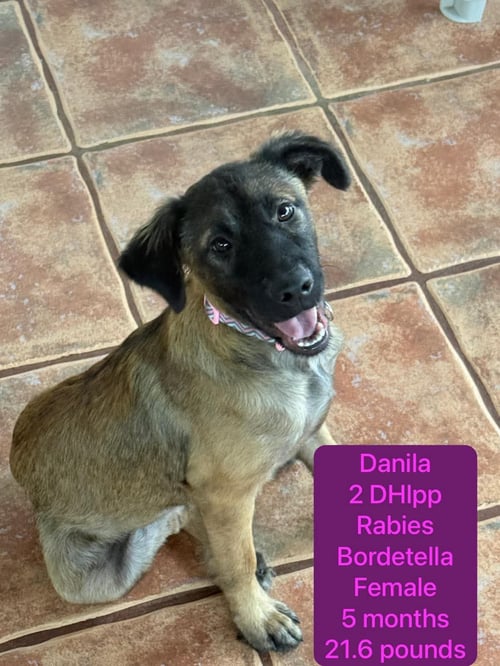 DANILA - Shepherd / Belgian Shepherd Dog Sheepdog available for adoption