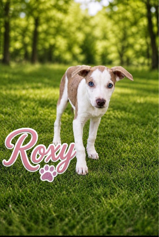 Roxy Image