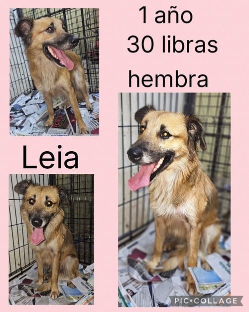 LEIA - Shepherd / Retriever available for adoption