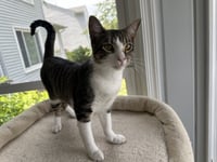 Milo - Photo 1