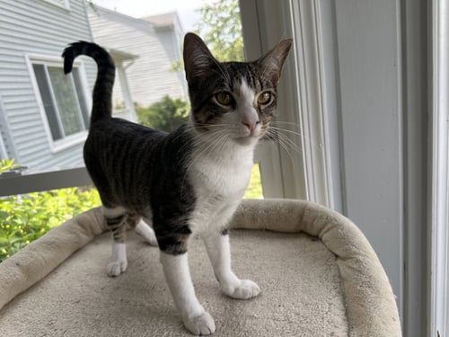 MILO - Domestic Short Hair available for adoption