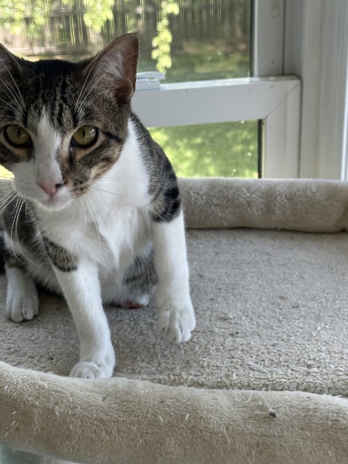 MILO - Domestic Short Hair available for adoption