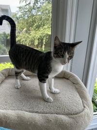 Milo - Photo 3