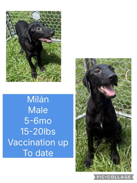 Milan Image