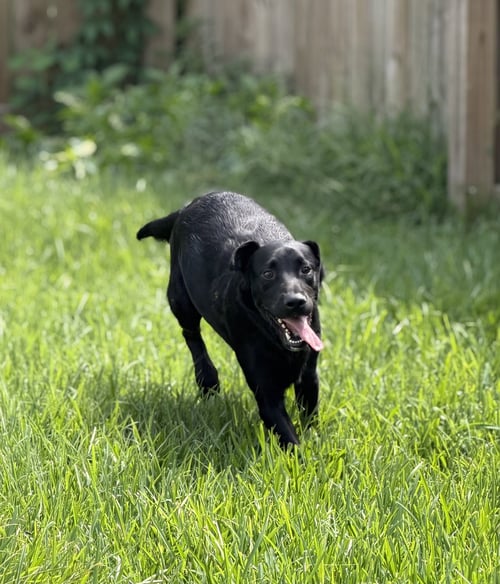 MILAN - Labrador Retriever / Flat-coated Retriever available for adoption