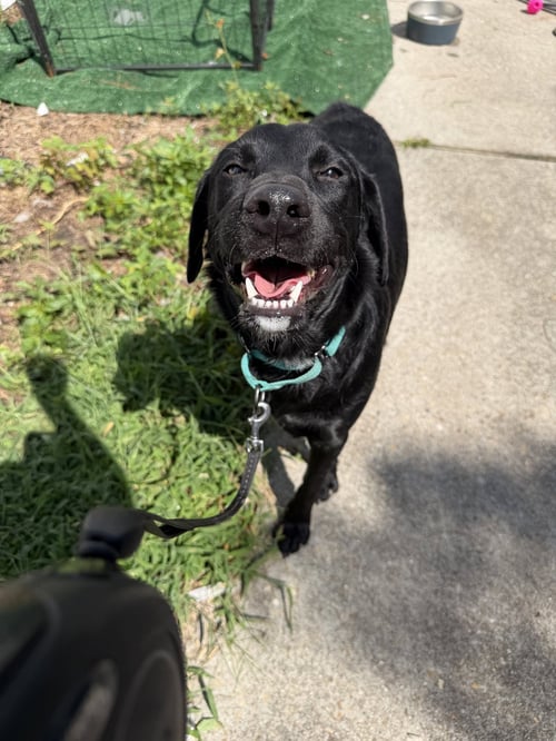 MILAN - Labrador Retriever / Flat-coated Retriever available for adoption