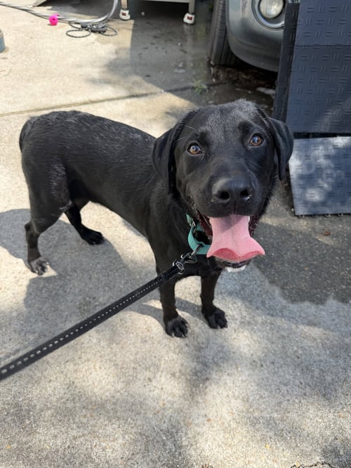 MILAN - Labrador Retriever / Flat-coated Retriever available for adoption