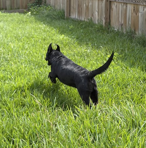 MILAN - Labrador Retriever / Flat-coated Retriever available for adoption