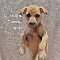 Cristiano - Photo 1