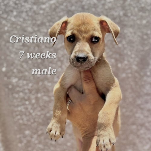 CRISTIANO - Chihuahua / Terrier available for adoption