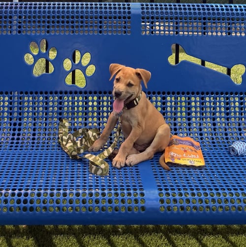 CRISTIANO - Chihuahua / Terrier available for adoption