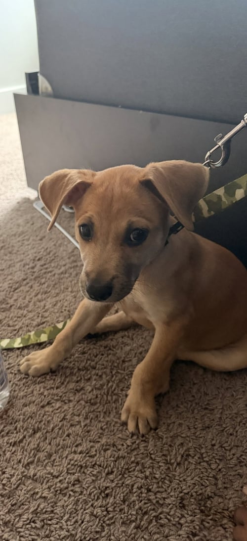 CRISTIANO - Chihuahua / Terrier available for adoption