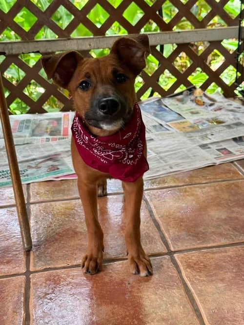 ARES - Labrador Retriever / Shepherd available for adoption