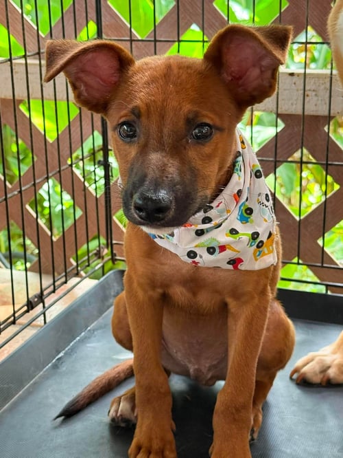 ARES - Labrador Retriever / Shepherd available for adoption