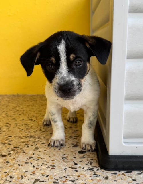 MICO - Chihuahua available for adoption
