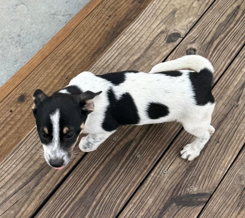 MICO - Chihuahua available for adoption