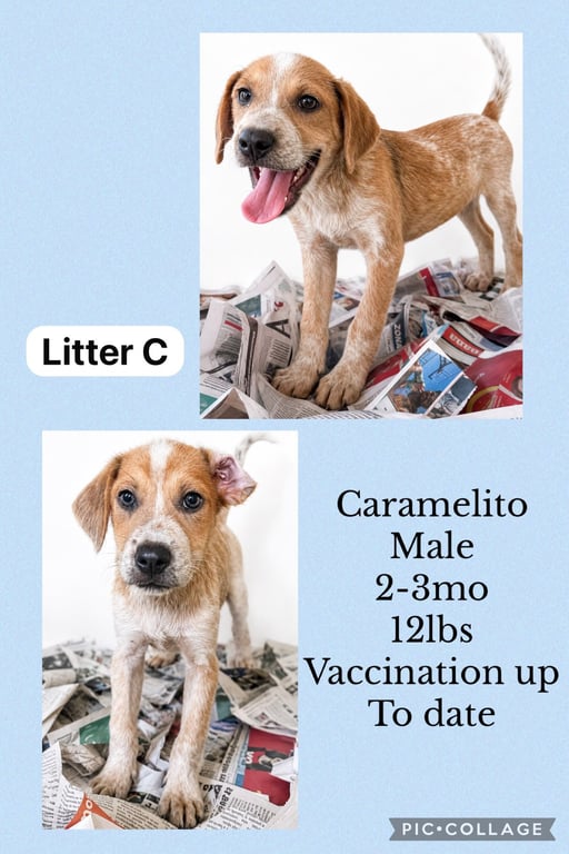 Caramelito Image