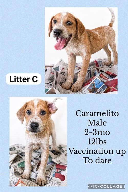 CARAMELITO - Spaniel / Hound available for adoption