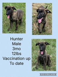 Hunter - Photo 1