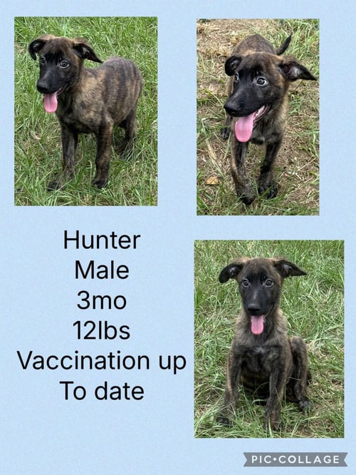 HUNTER - Plott Hound / Dutch Shepherd available for adoption