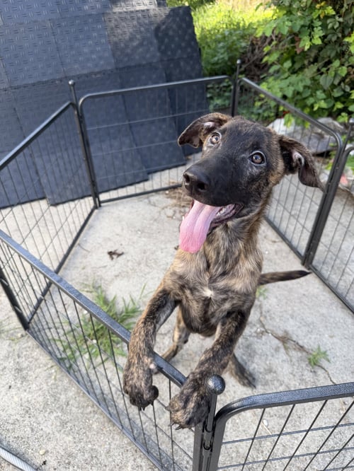 HUNTER - Plott Hound / Dutch Shepherd available for adoption