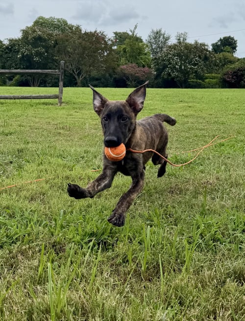 HUNTER - Dutch Shepherd / Plott Hound available for adoption