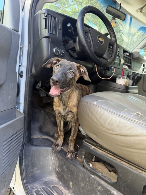 HUNTER - Plott Hound / Dutch Shepherd available for adoption