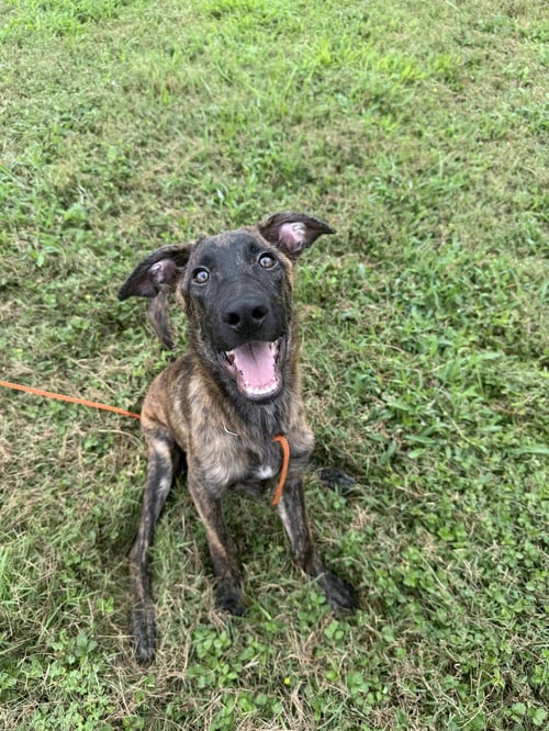 HUNTER - Dutch Shepherd / Plott Hound available for adoption