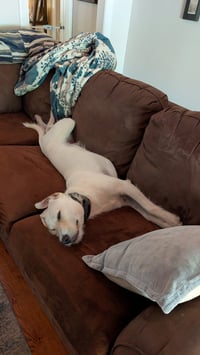 Archie - Photo 3