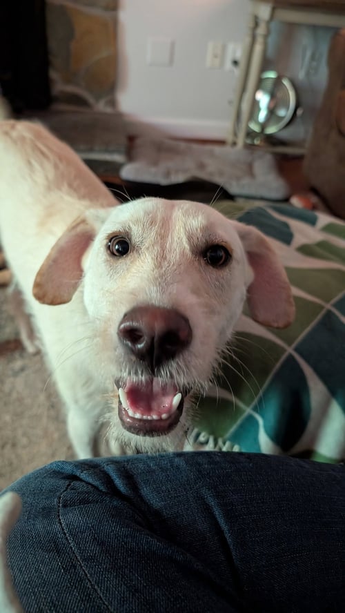 ARCHIE - Labrador Retriever / Terrier available for adoption