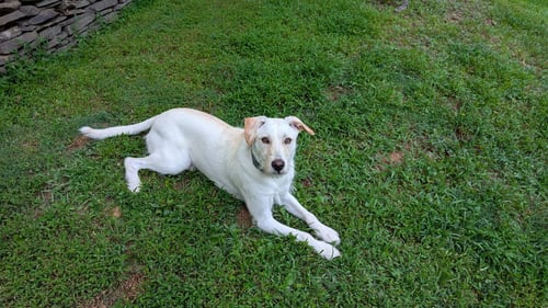 ARCHIE - Labrador Retriever / Terrier available for adoption