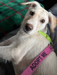 Archie - Photo 5