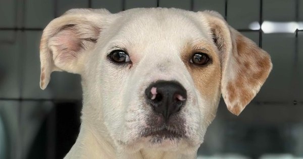 JASPER - Labrador Retriever available for adoption