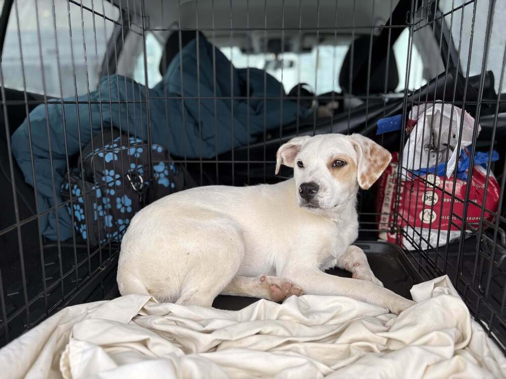 JASPER - Labrador Retriever available for adoption