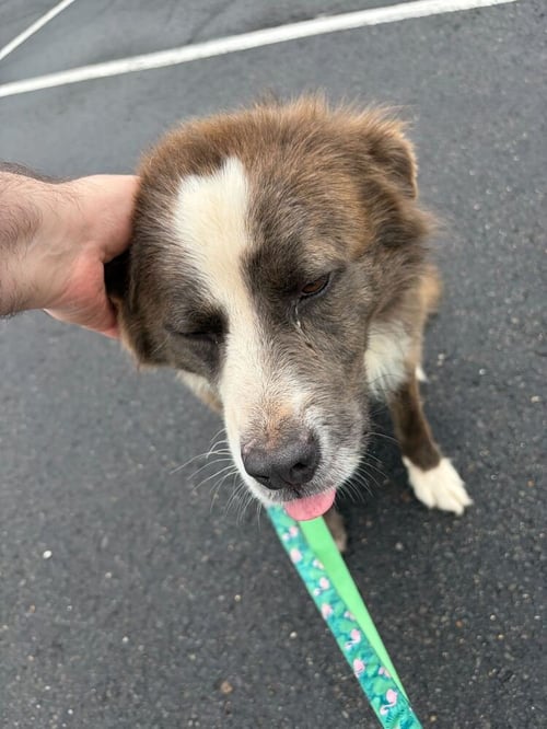 MISSOURI - Collie available for adoption
