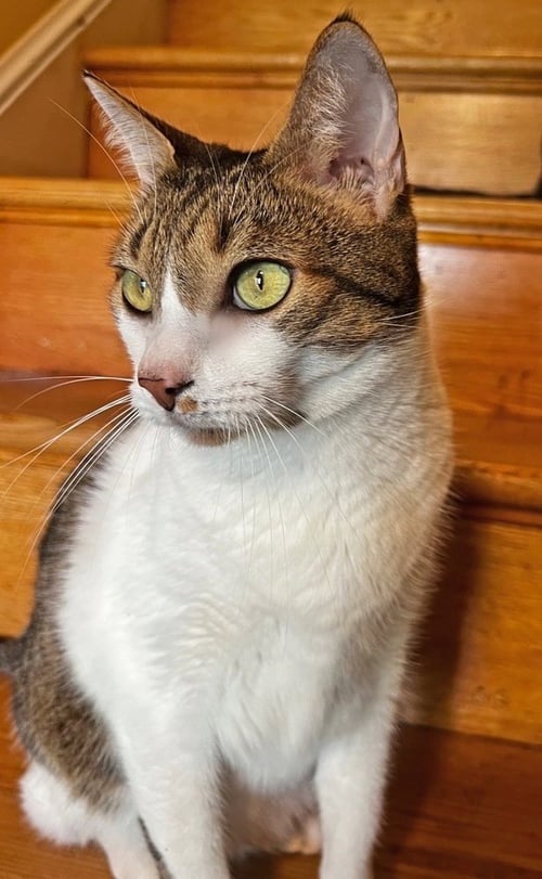 PIPO - Domestic Short Hair available for adoption